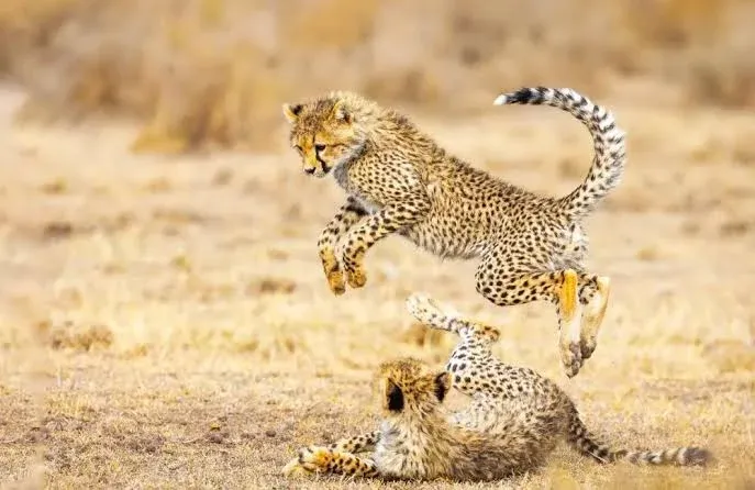 Journey into the Wild Heart of Africa: Tanzania Safari Experiences from Classic to Luxury Lodge Style